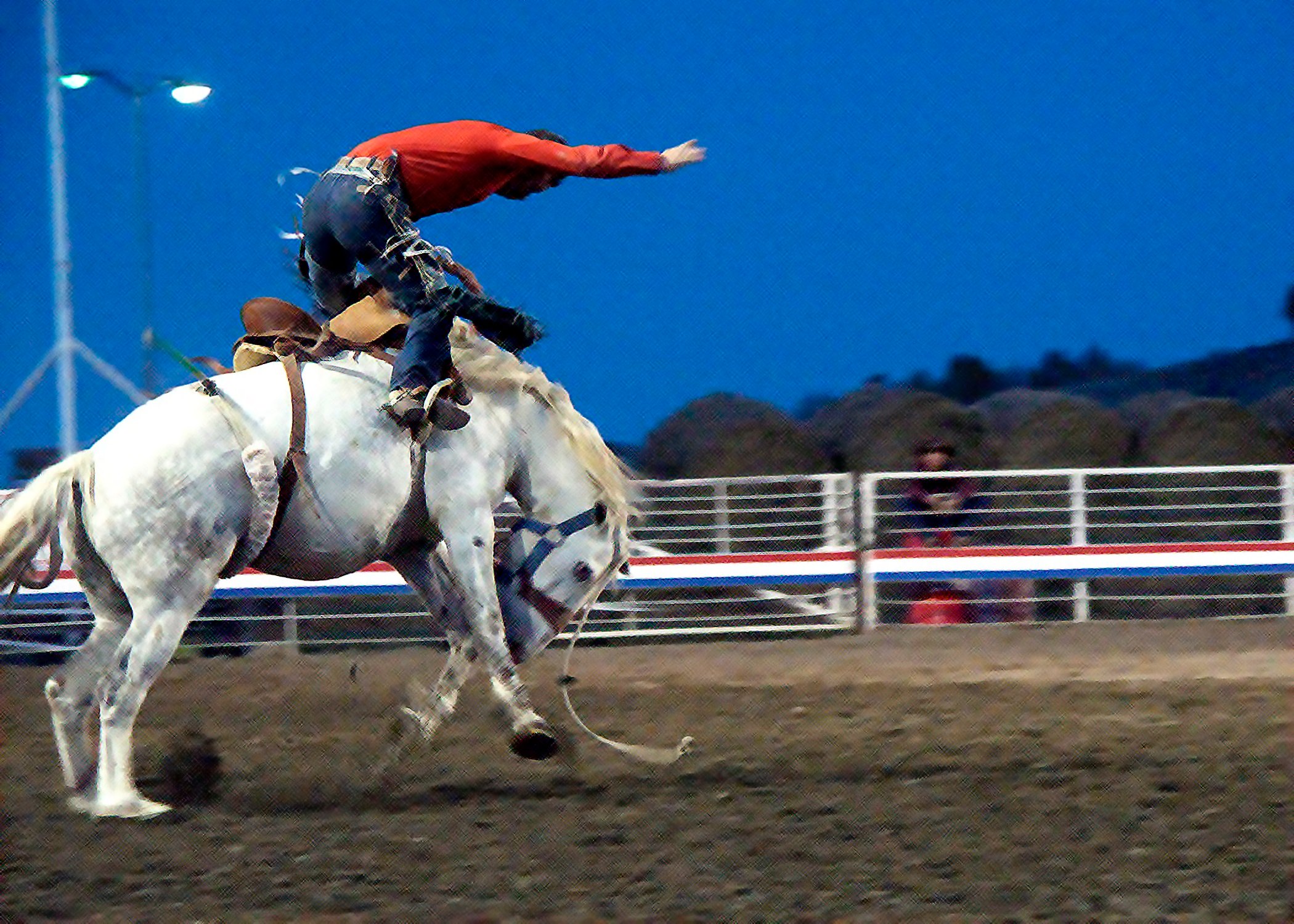 Man on wild white horse at the rodeo