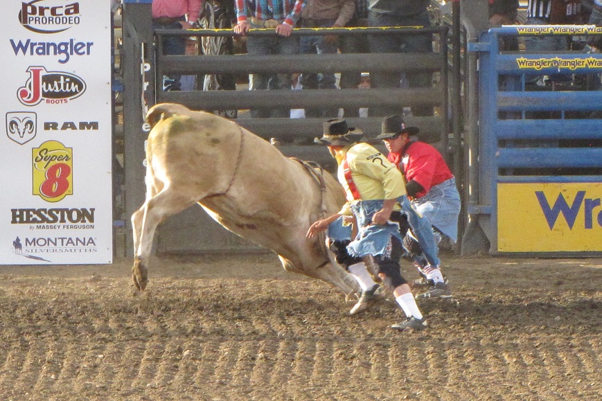 2 men is the ring with a bull at the stampede