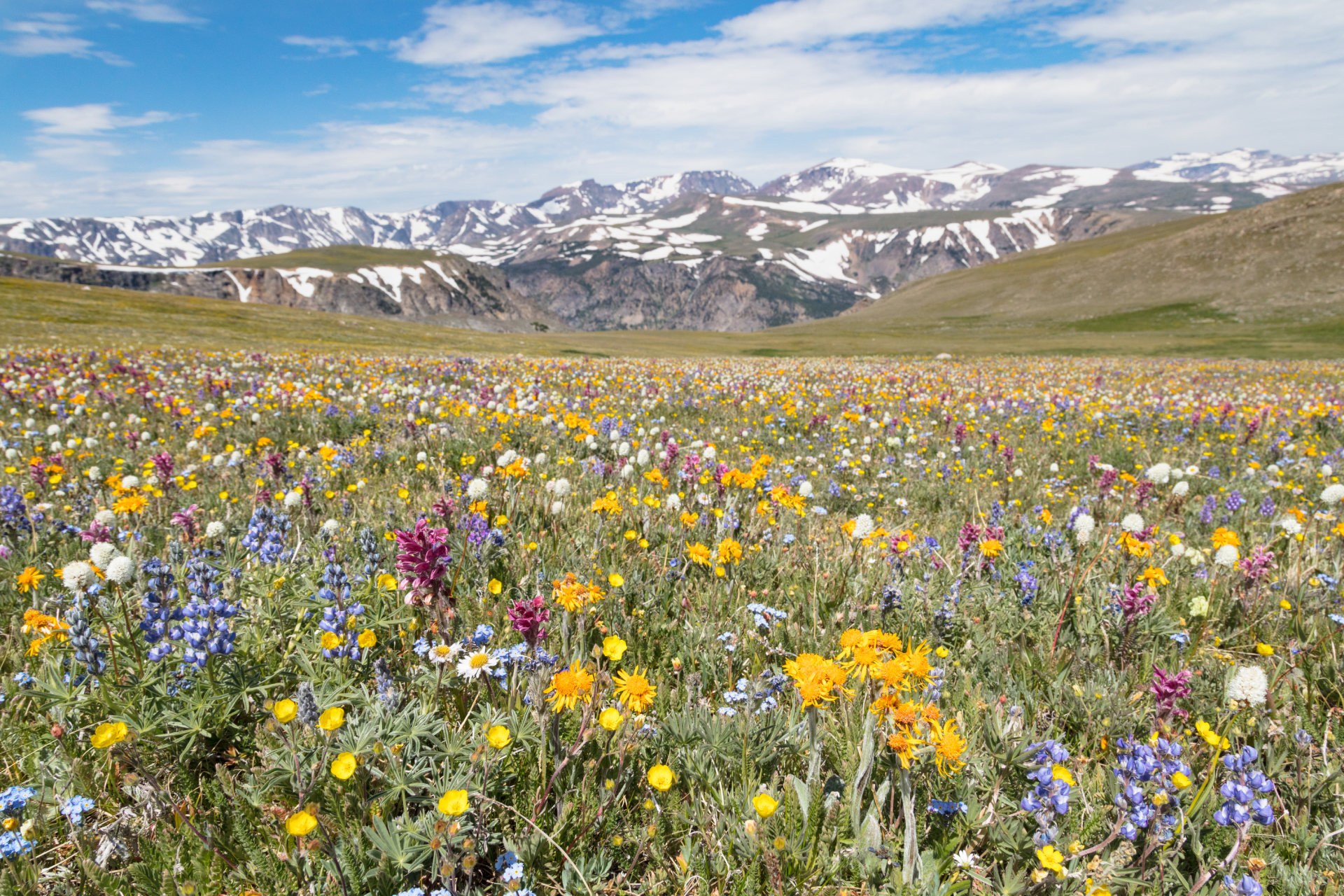 Wildflowers in a field