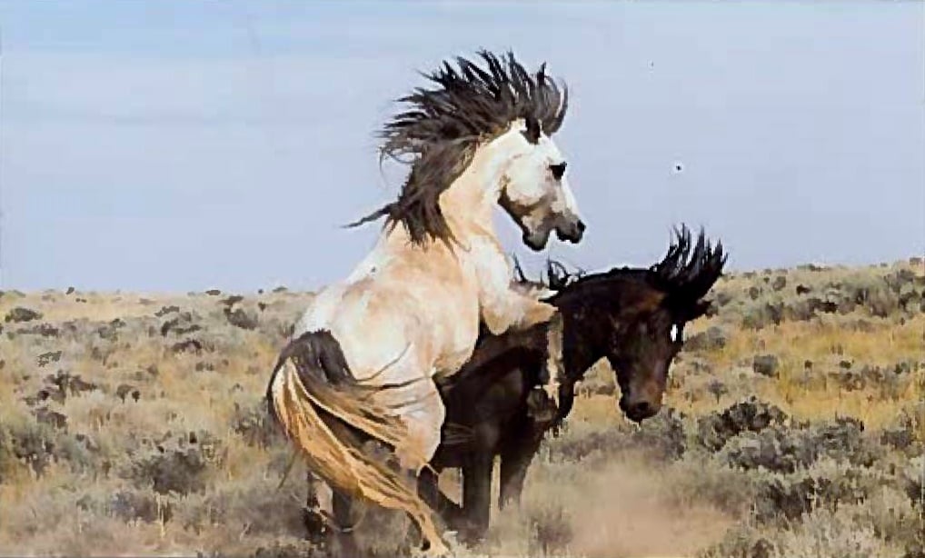 Wild mustangs fighting