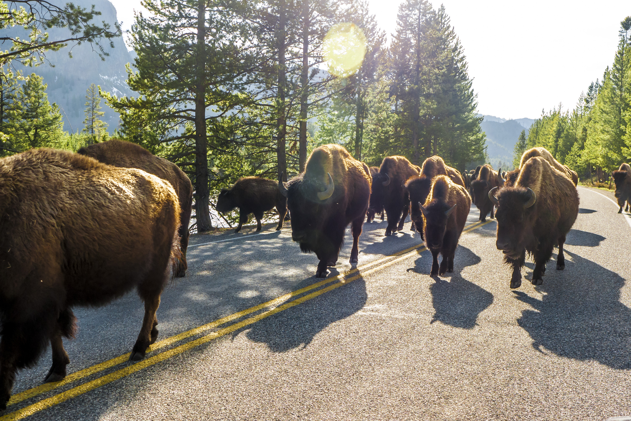 A group of bison on the highway