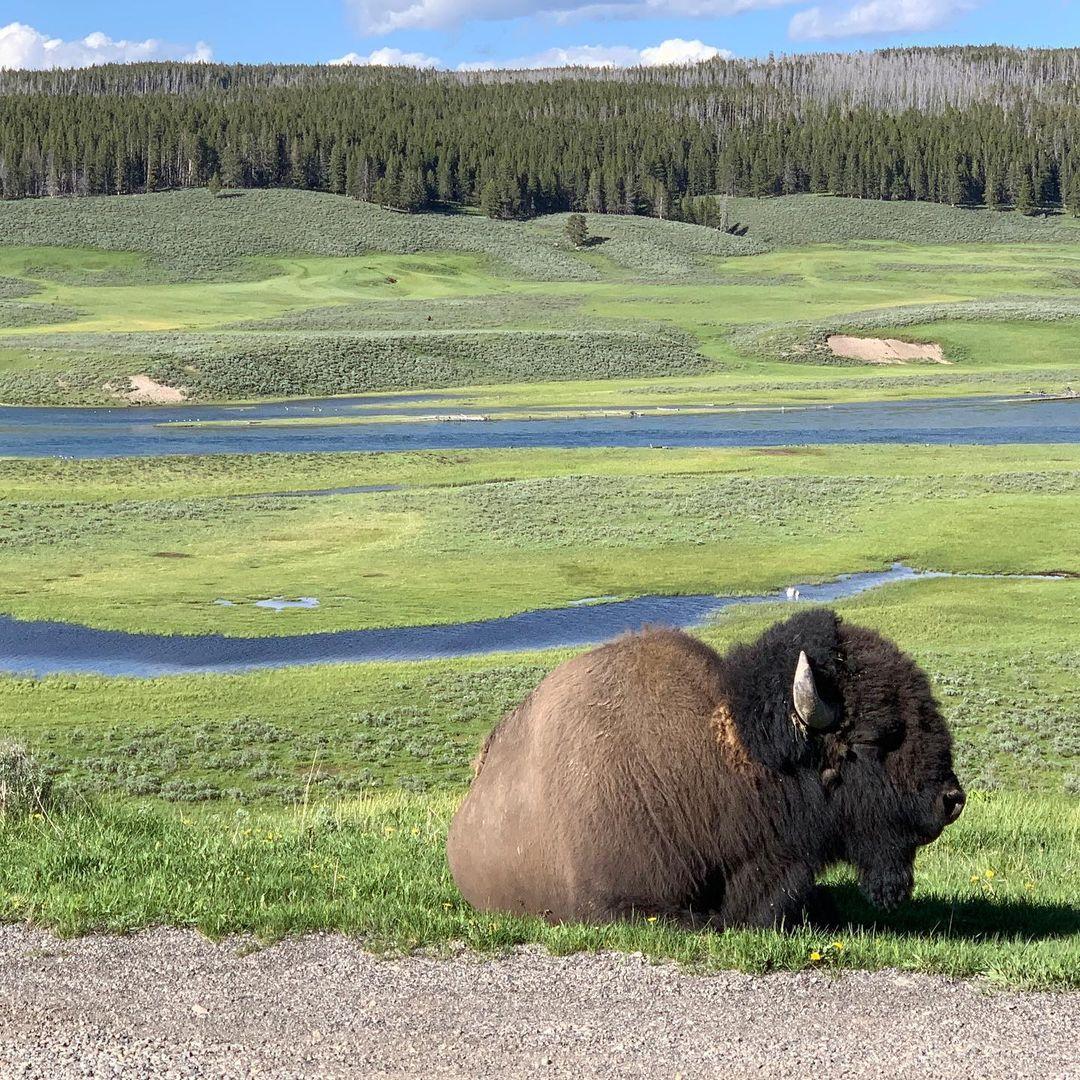 A bison laying down in the grass