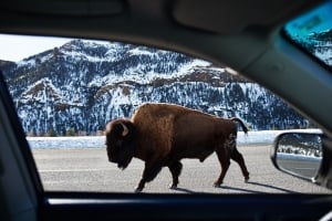 An image of a large bison through a car window