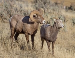 Two rams in the wild