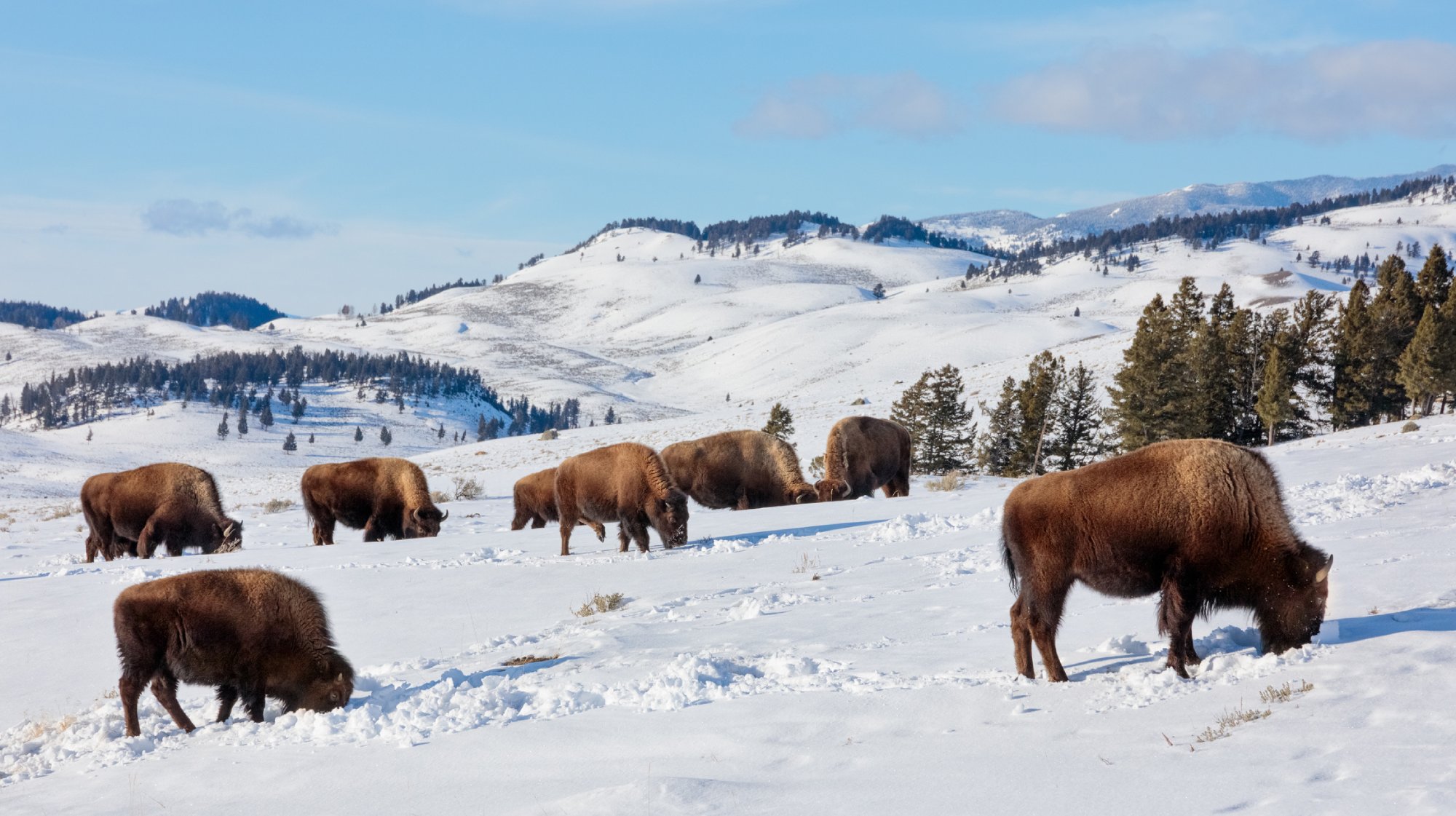 Winter Buffalo in snow, Yellowstone National Park, Wyoming