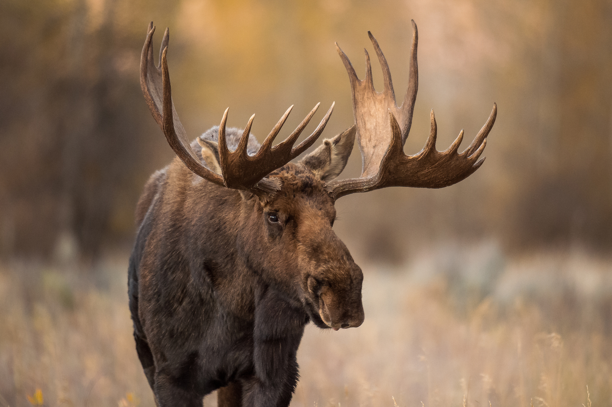 A portrait of an older bull moose in the greater Yellowstone ecosystem.