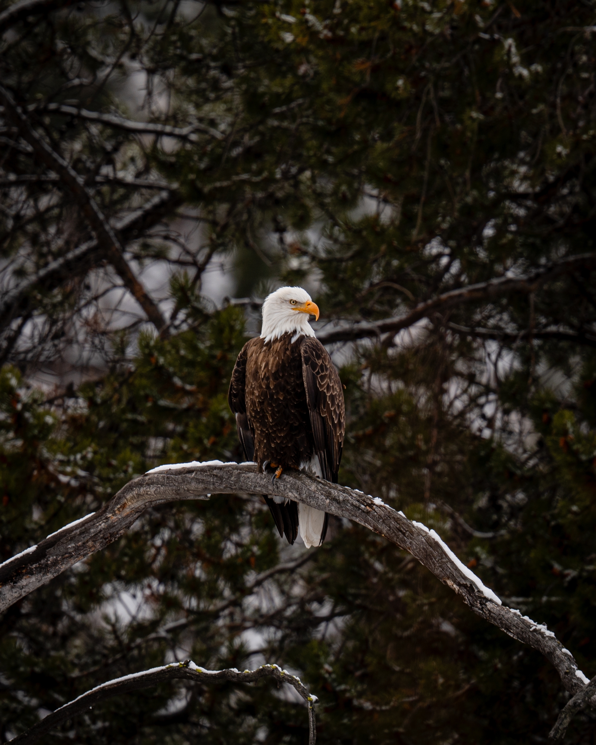 An eagle sits in a tree in Cody Yellowstone