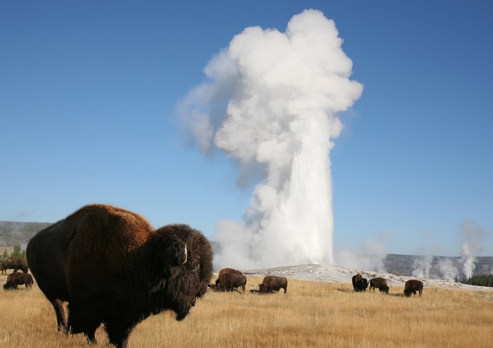 A herd of bison standing next to a geyser in Cody Yellowstone 