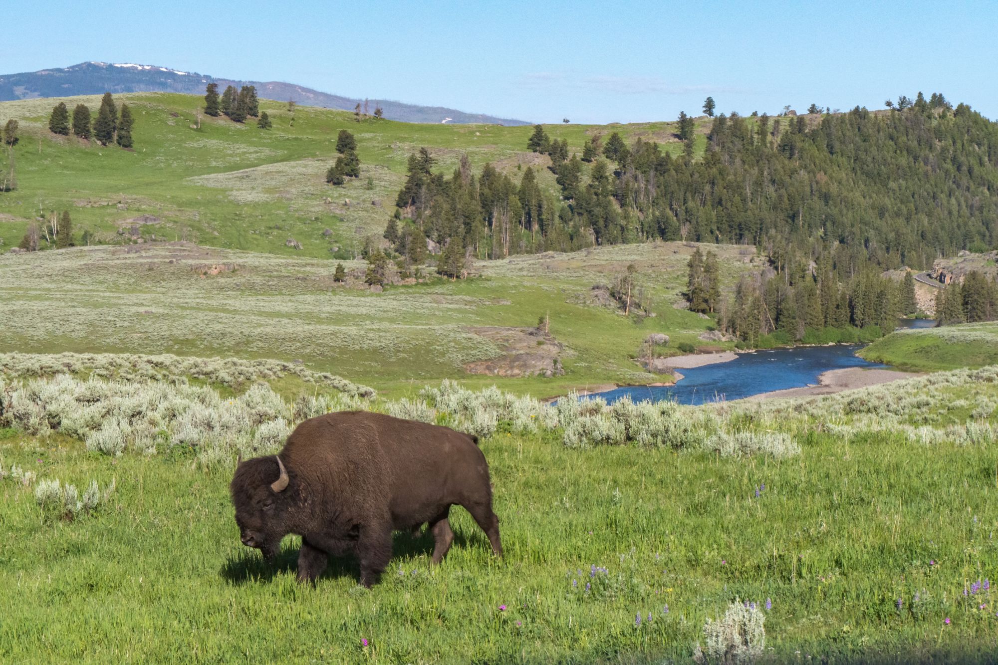 A Bison in the Lamar Valley