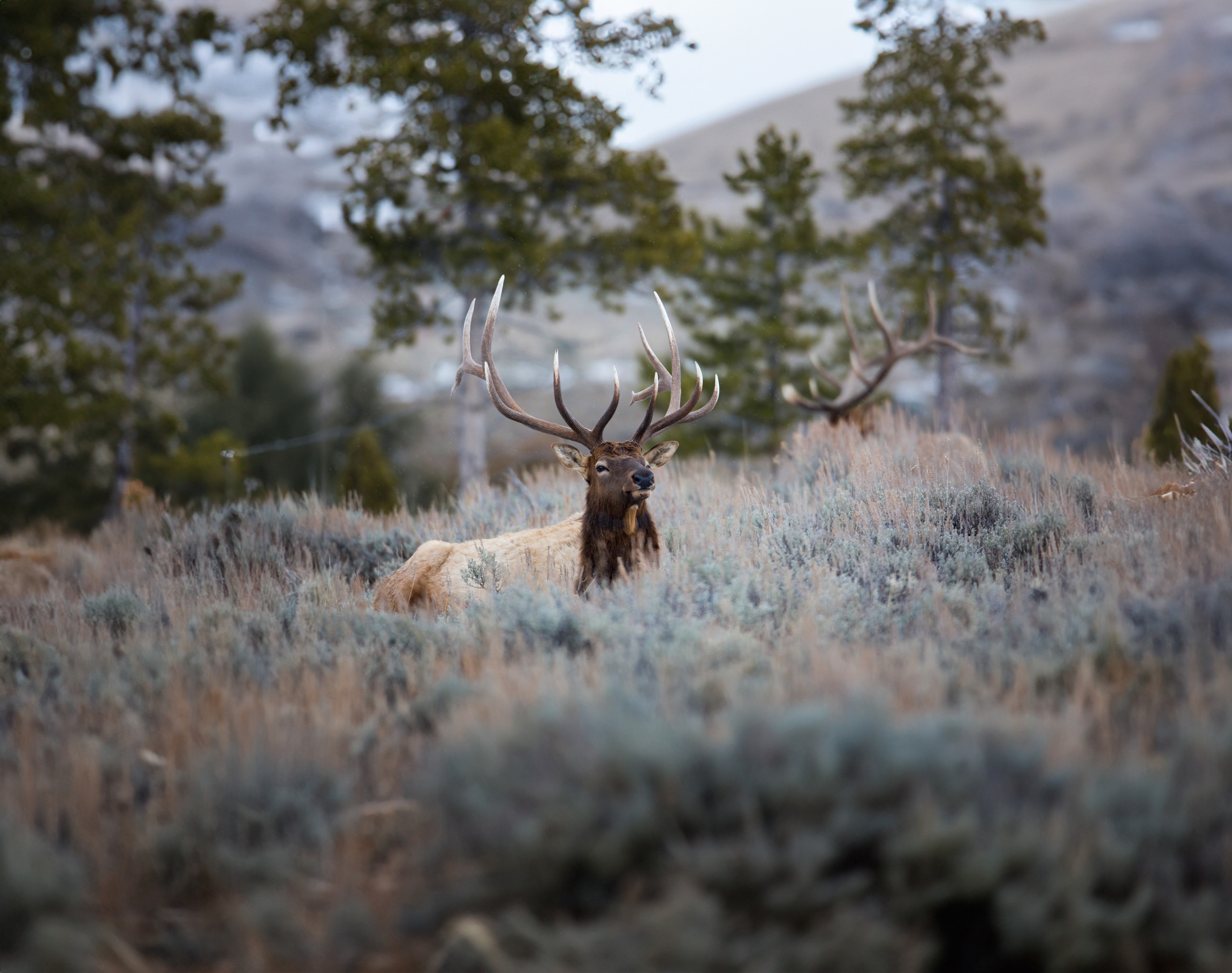 Caribou sitting in moss