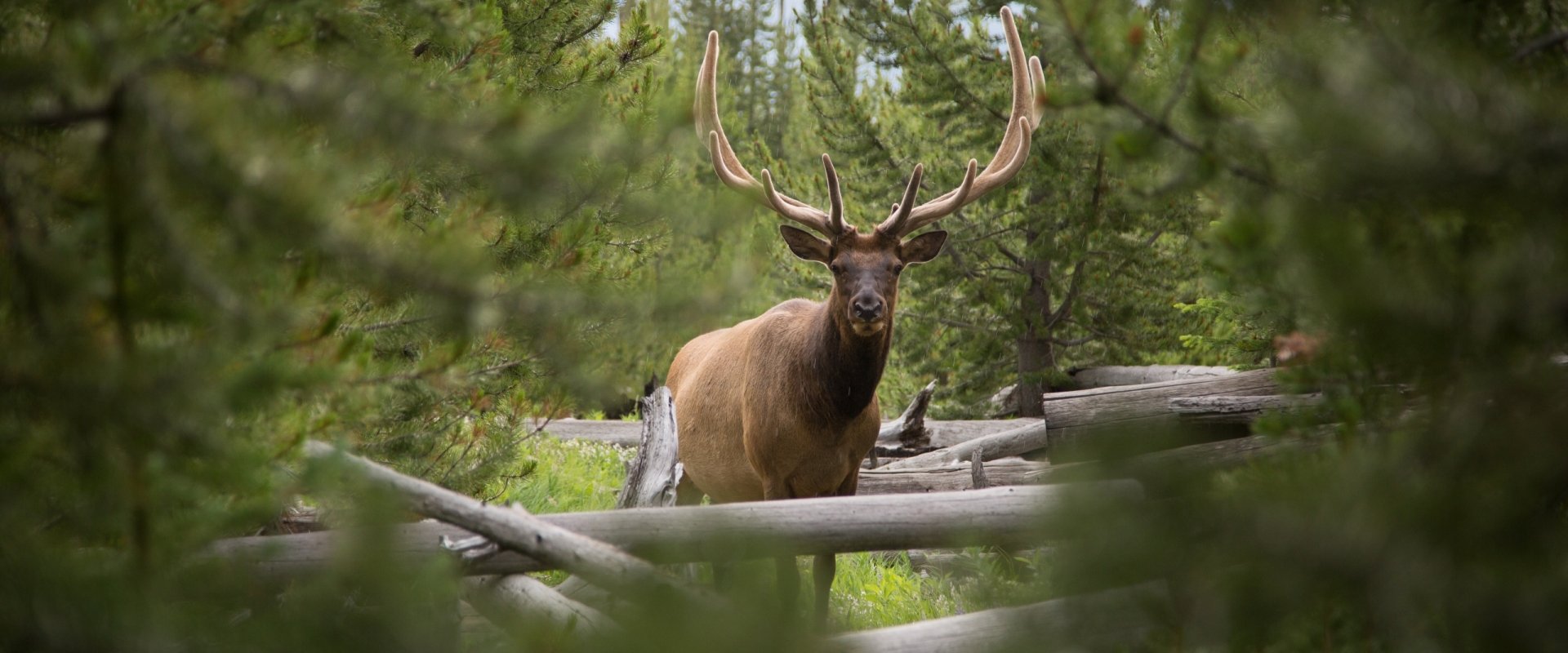 Caribou staring at the camera in the woods