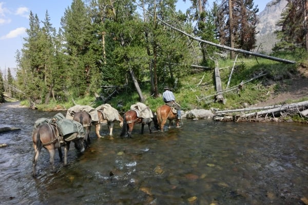 A man on a horse pulling other horses through a stream