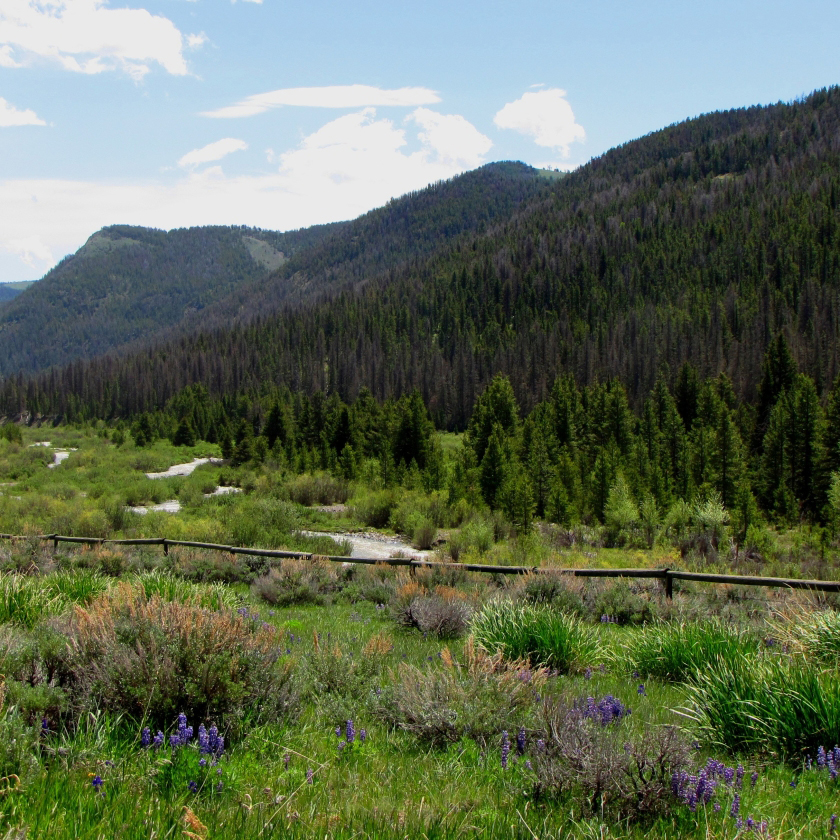 A simple wooden fence nestled in a lush green grassy area, inviting relaxation in nature.