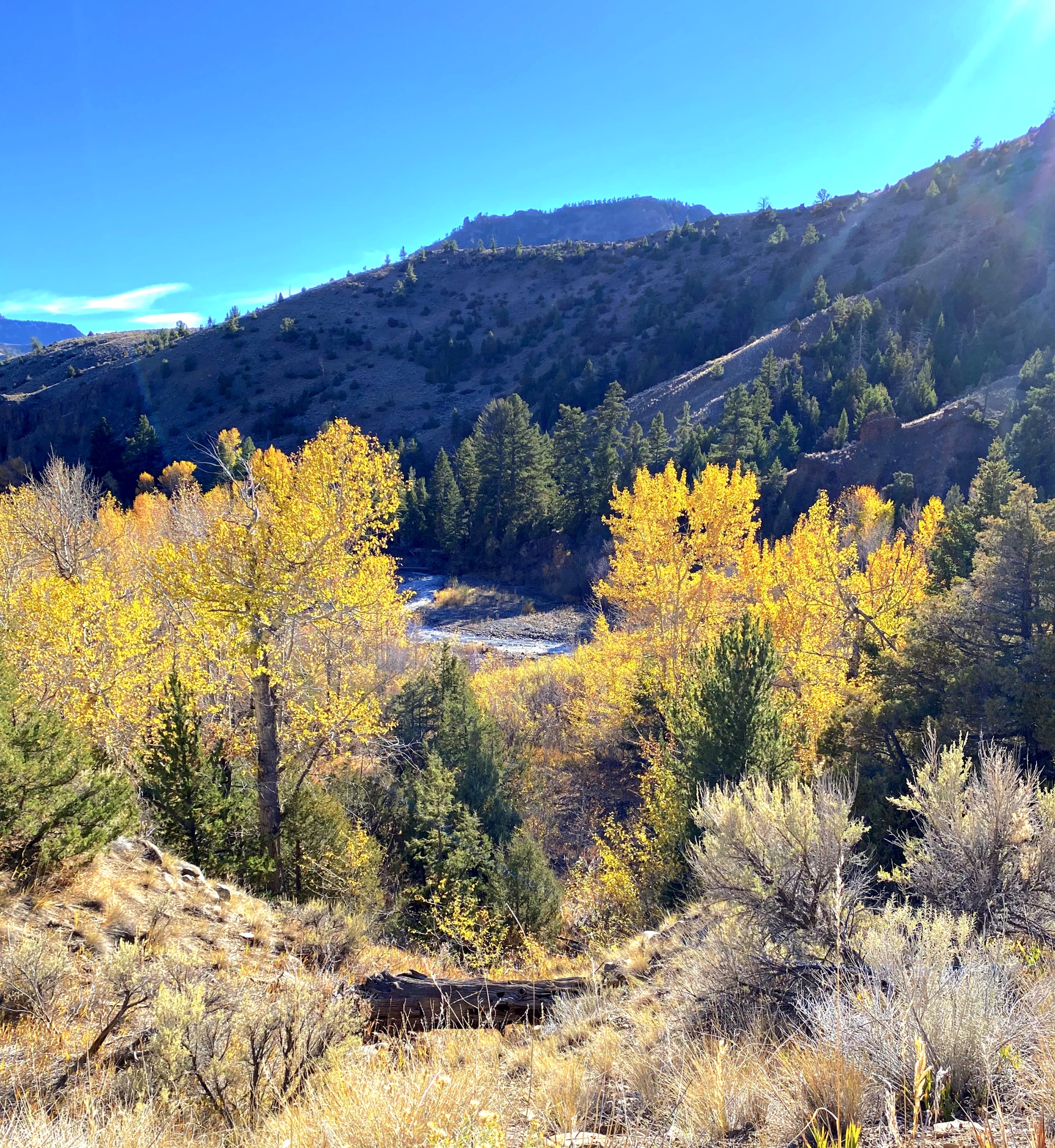 Wapiti Valley in the fall