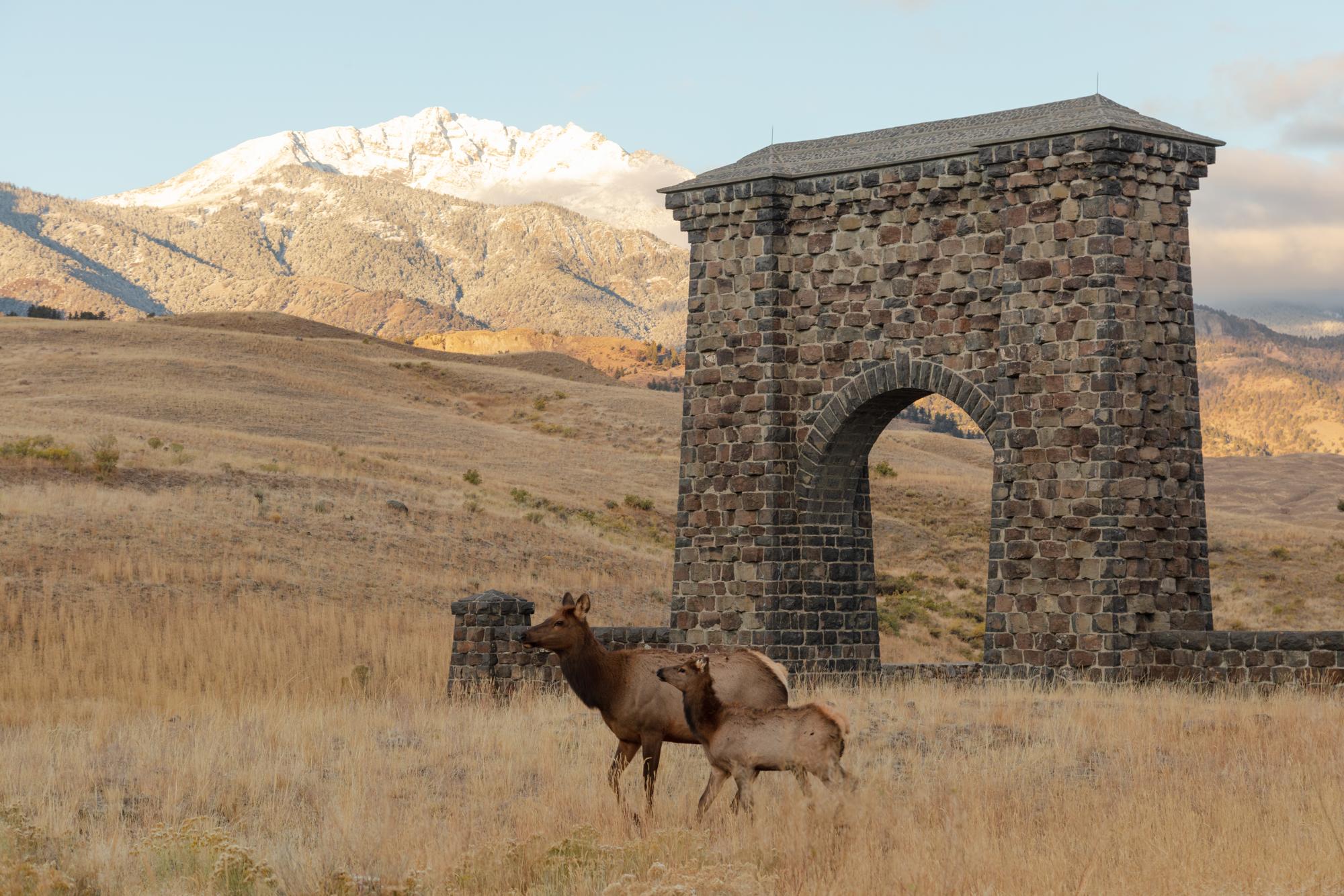 Elk standing in front of The Roosevelt Arch