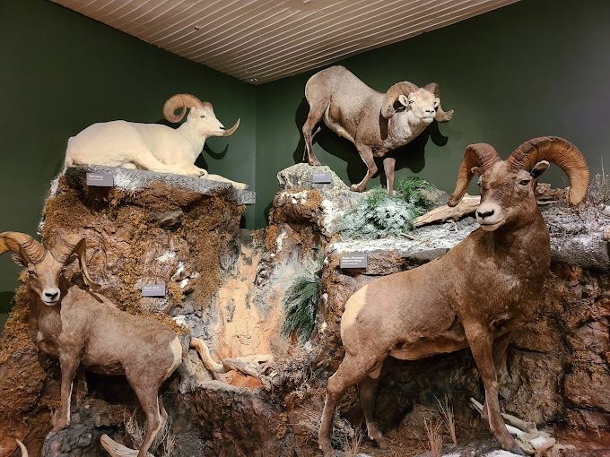 Stuffed mountain goats in the Meeteetse Museum