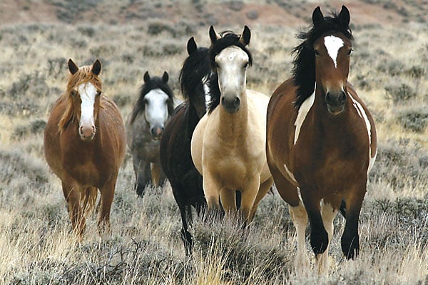 Wild horses running in a field.