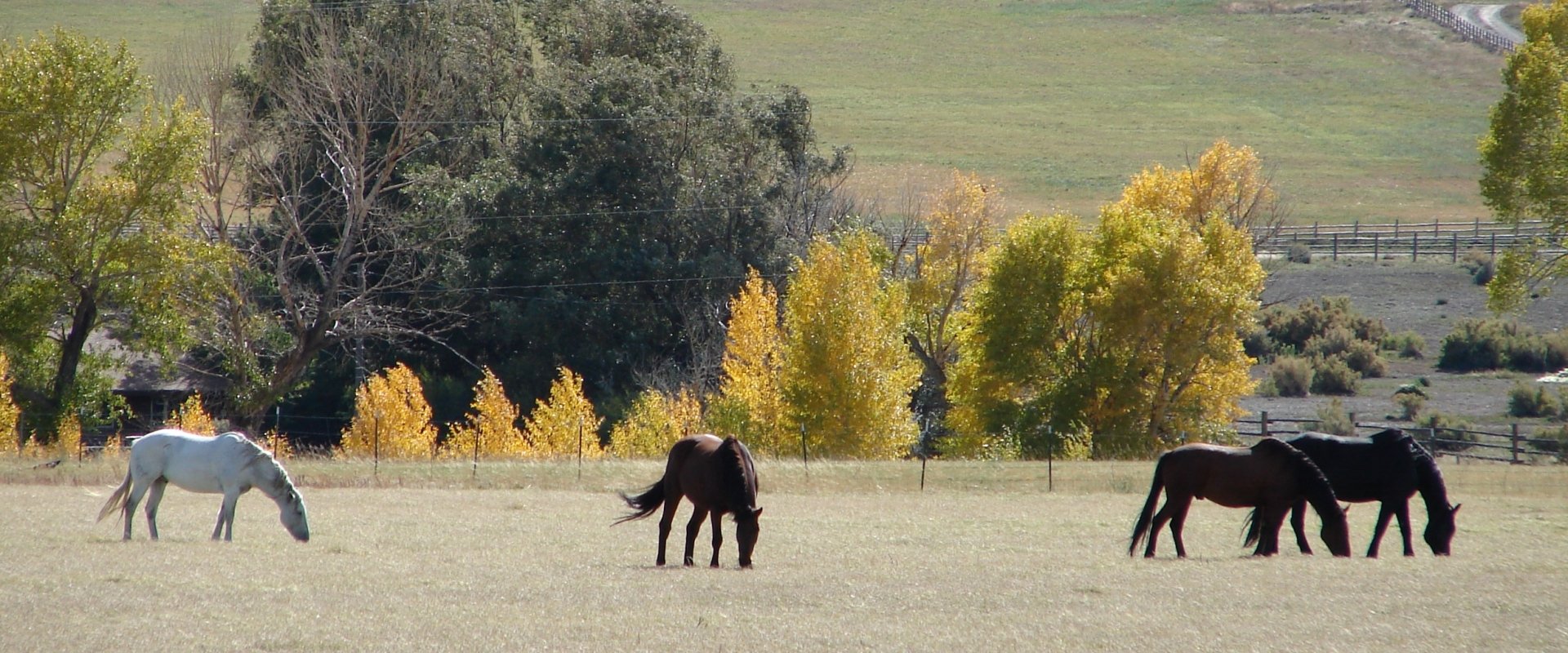 Wild horses in a field.