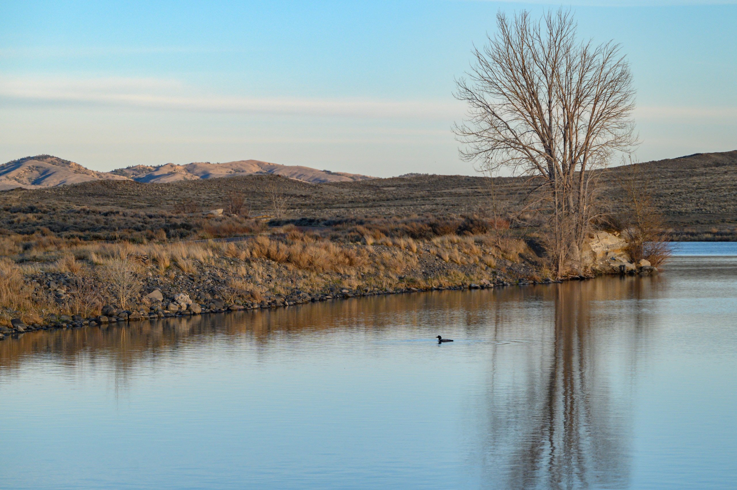 A single duck paddling through Beck Lake, creating gentle ripples