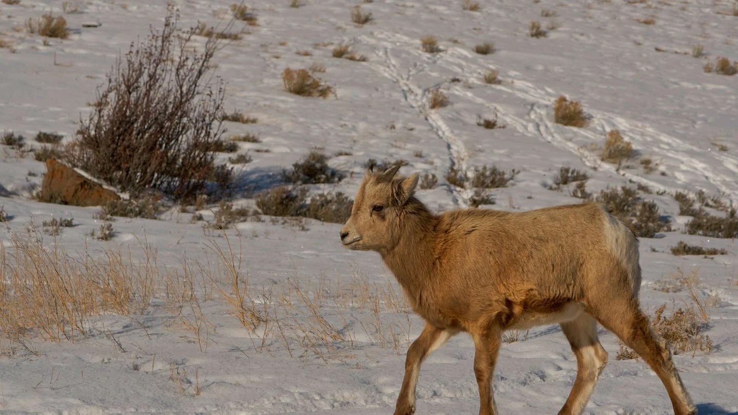 A bighorn sheep strolls through the snow, passing by a tree, creating a serene winter scene