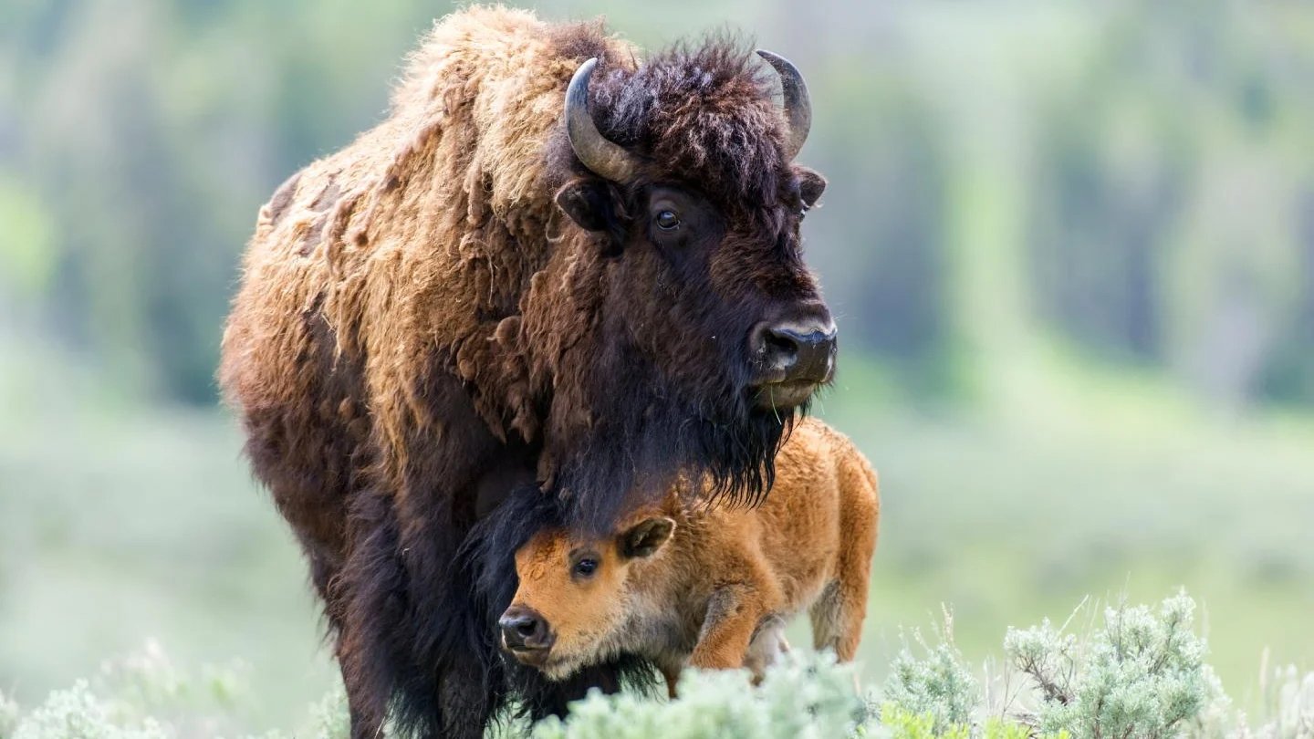 A mother bison and her calf in a lush, open landscape