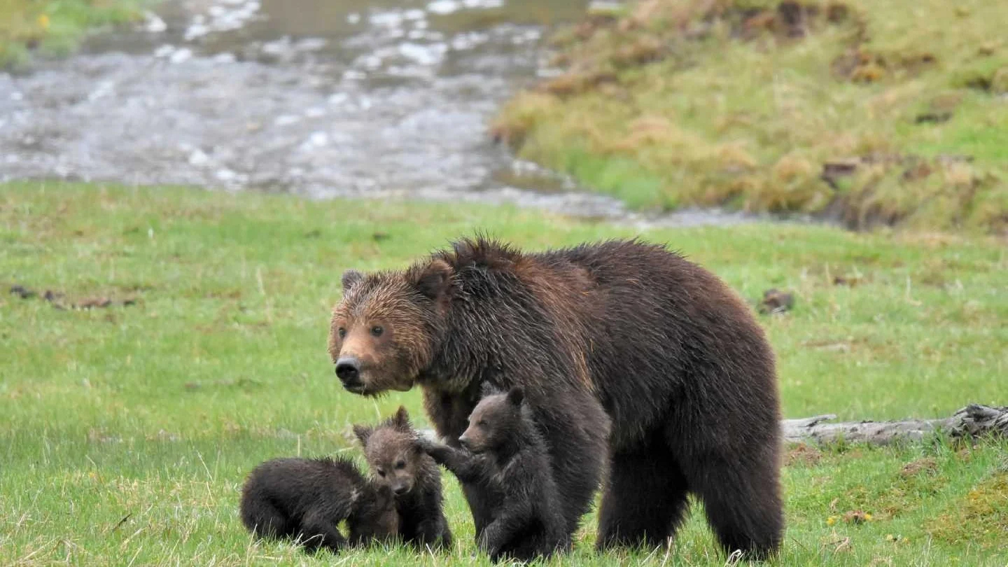 A mother bear and her cubs are nestled in the grass