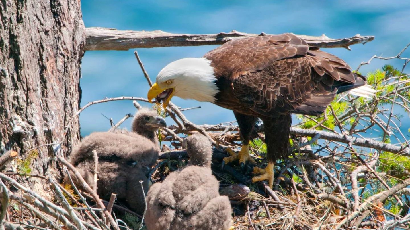 An eagle nurturing her chicks at the edge of a nest