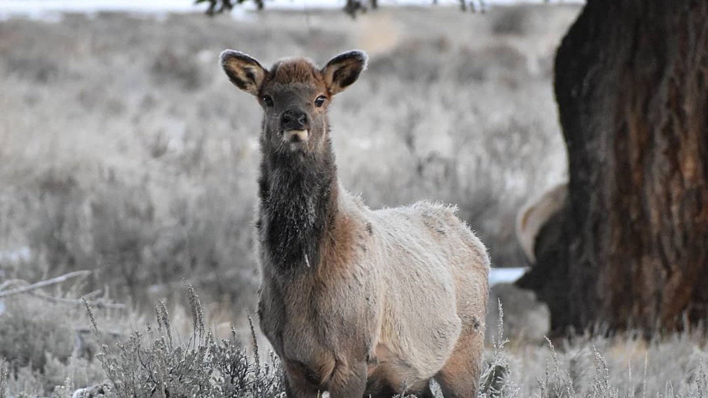 A large elk stands majestically in the forest