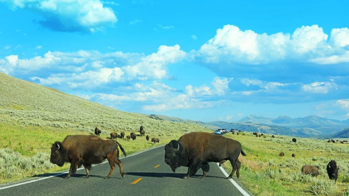 Two buffaloes crossing the road passing cars