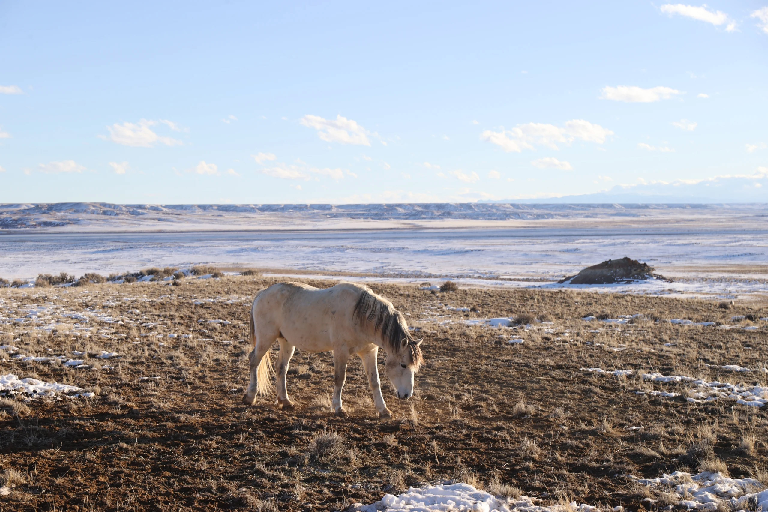 A horse grazes in a snowy field, enjoying the calm and beauty of a winter day