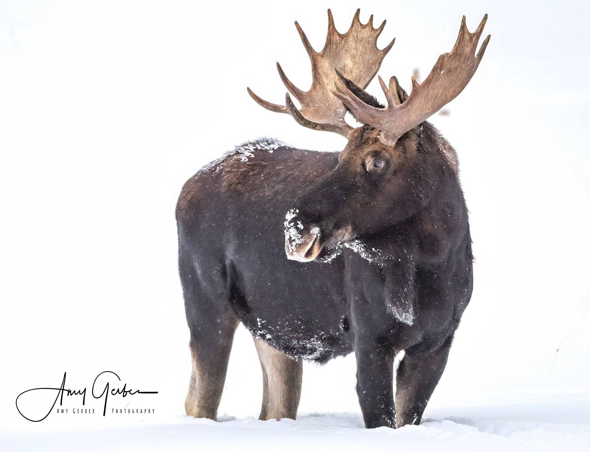 Photography 'A large moose with sprawling antlers stands proudly in a blanket of snow'