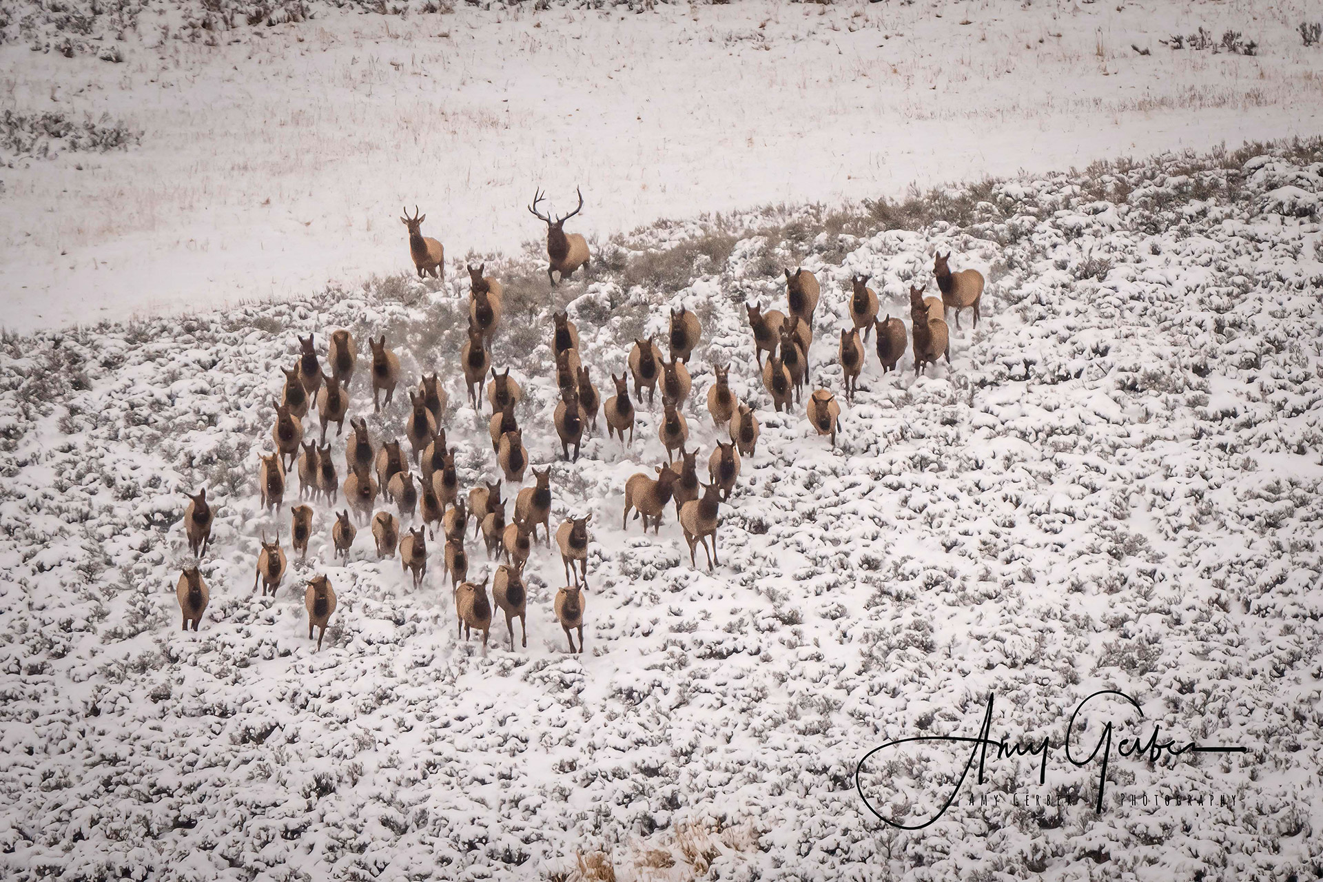 Photography 'Elk roam in a snowy field, their silhouettes creating a striking image against the winter wonderland around them'