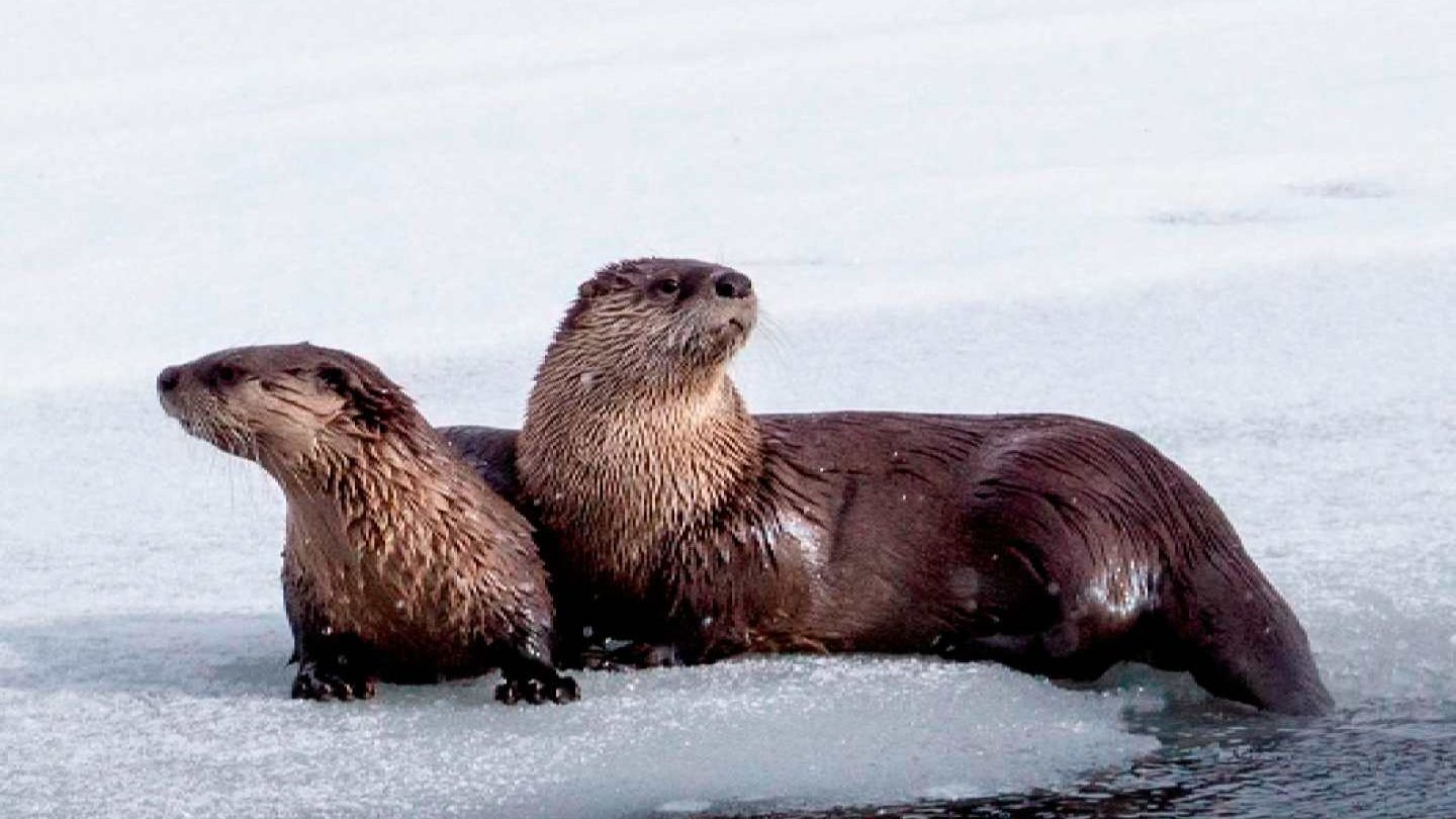 Two otters relaxing on ice, enjoying the chilly water around them