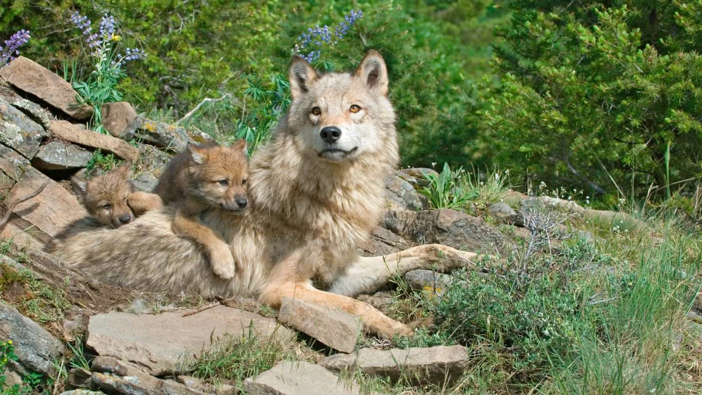 A wolf and her cute cubs lounge on a rocky surface