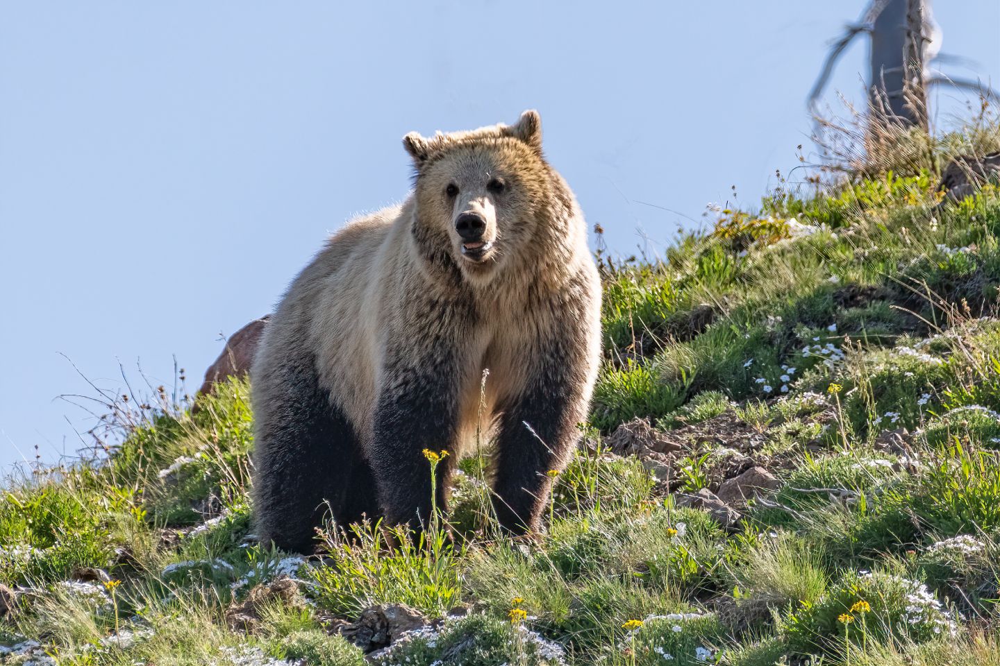 Large grizzly bear in the mountains