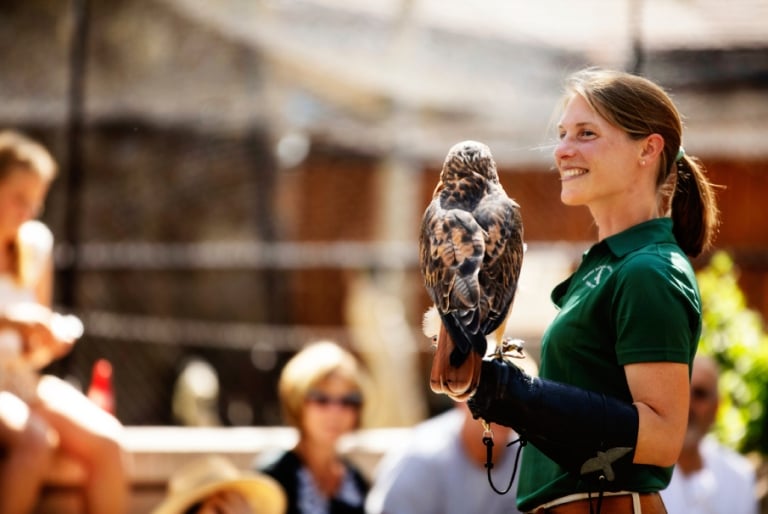 A woman falcon trainer with a falcon on her arm.