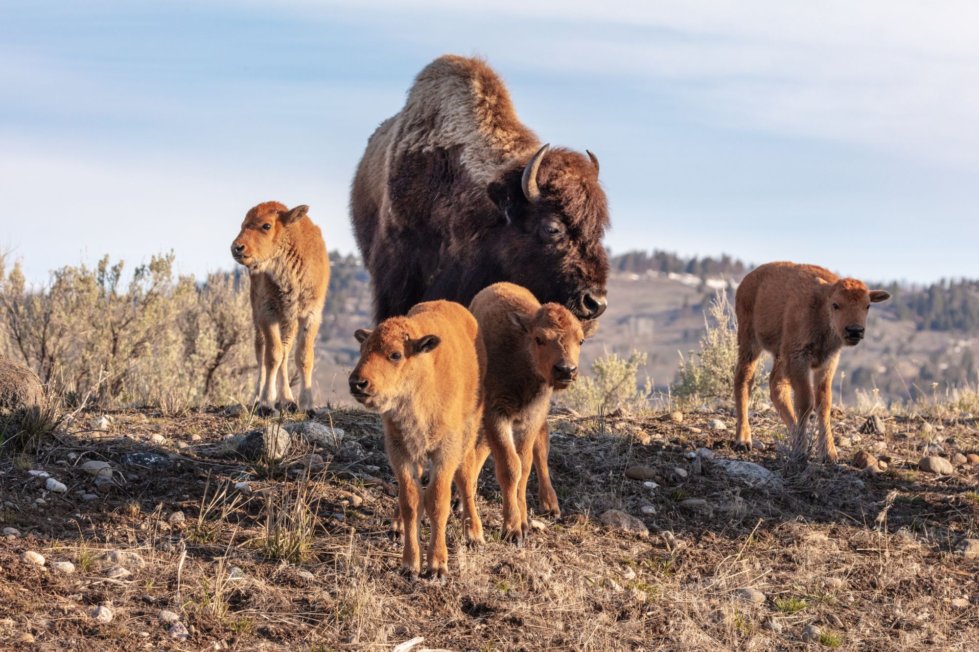 Cow bison with 4 red dogs