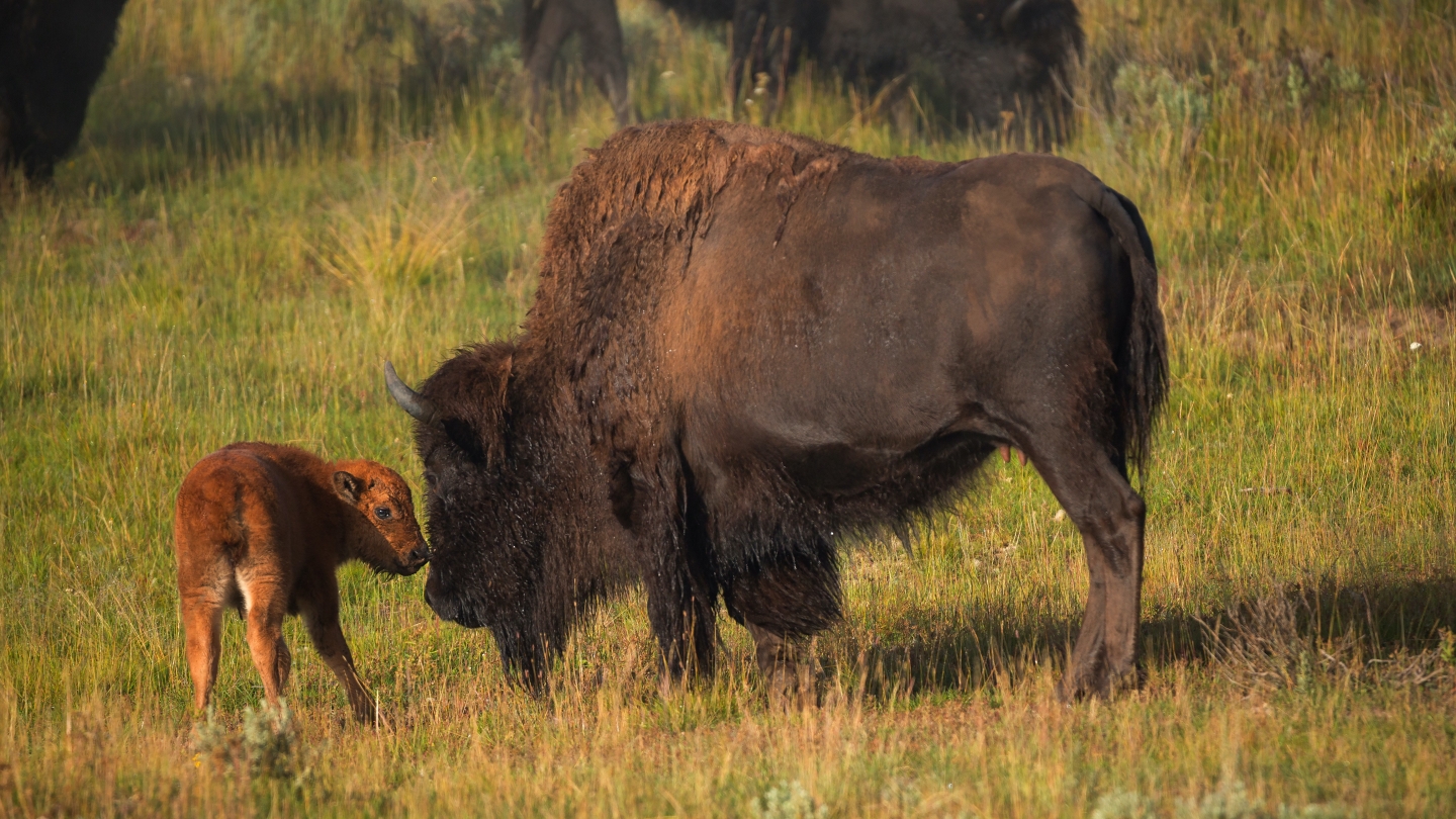 Bison and baby bison