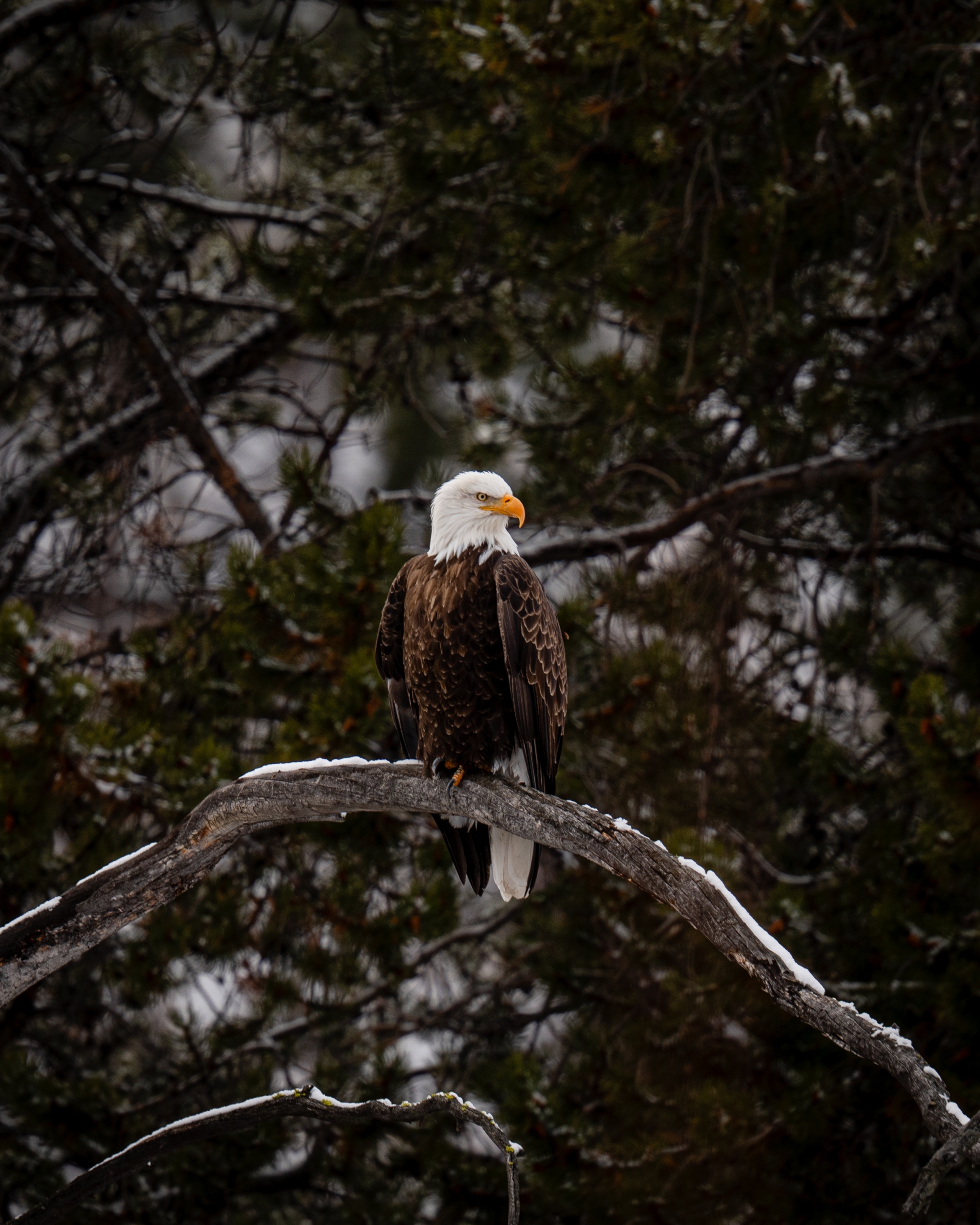 An Eagle sitting on a tree branch looking to the side