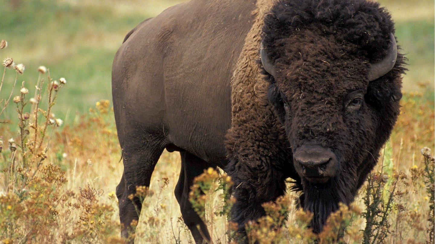 Portrait of a large bison