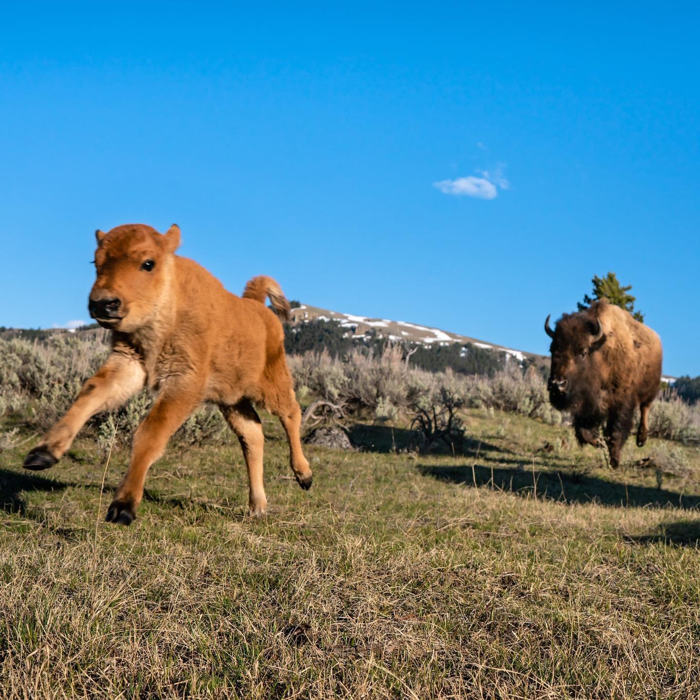 A cow and her red dog running