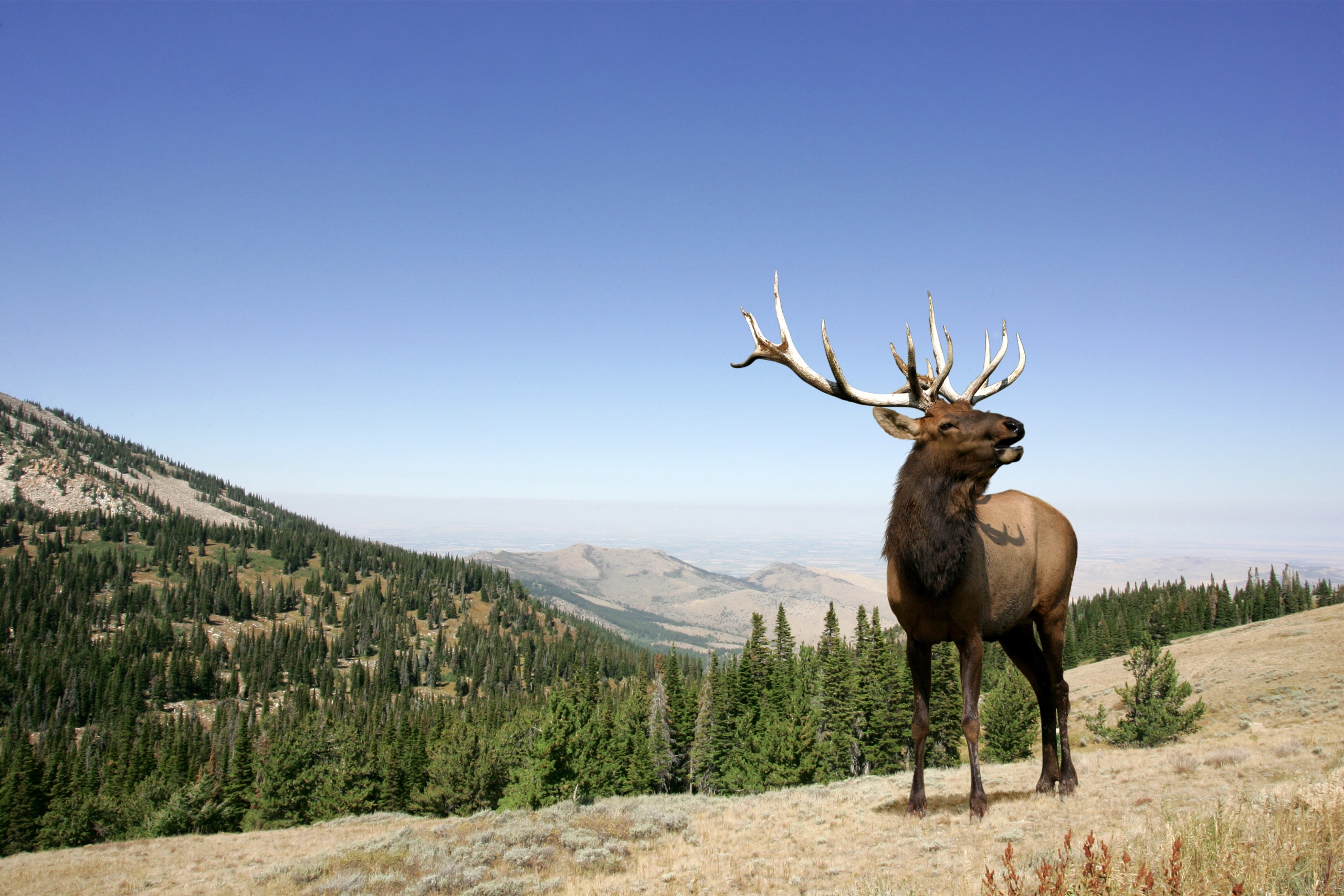 An Elk with large horns standing a top of a mountain