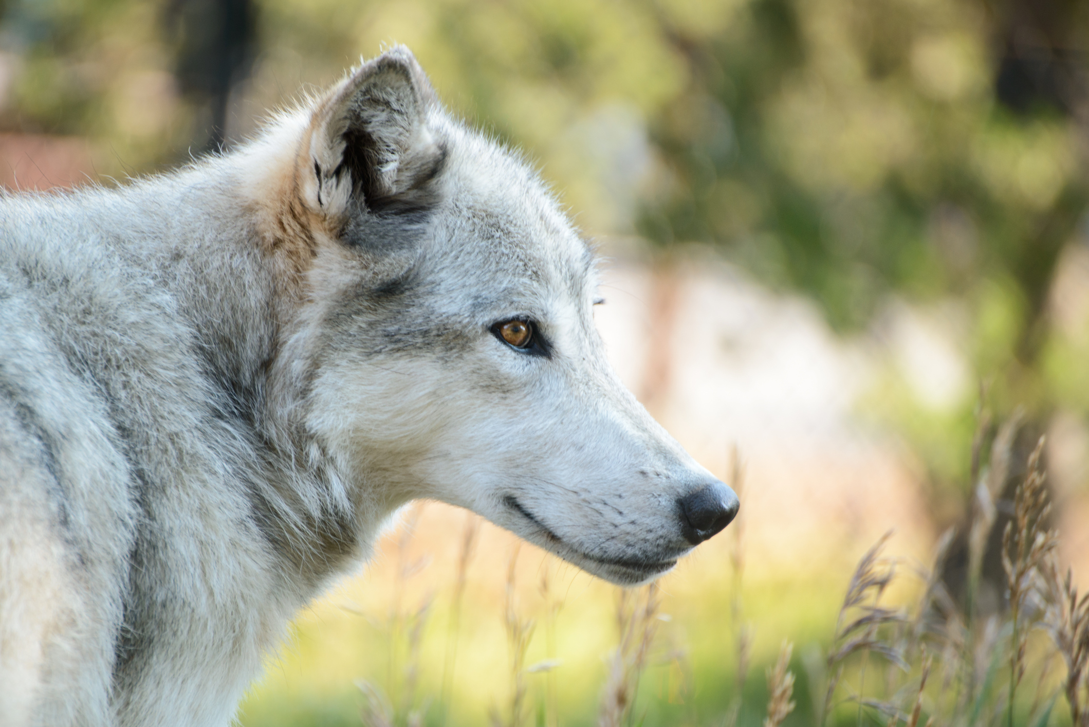 A wolf side-view in Yellowstone National Park, Wyoming.