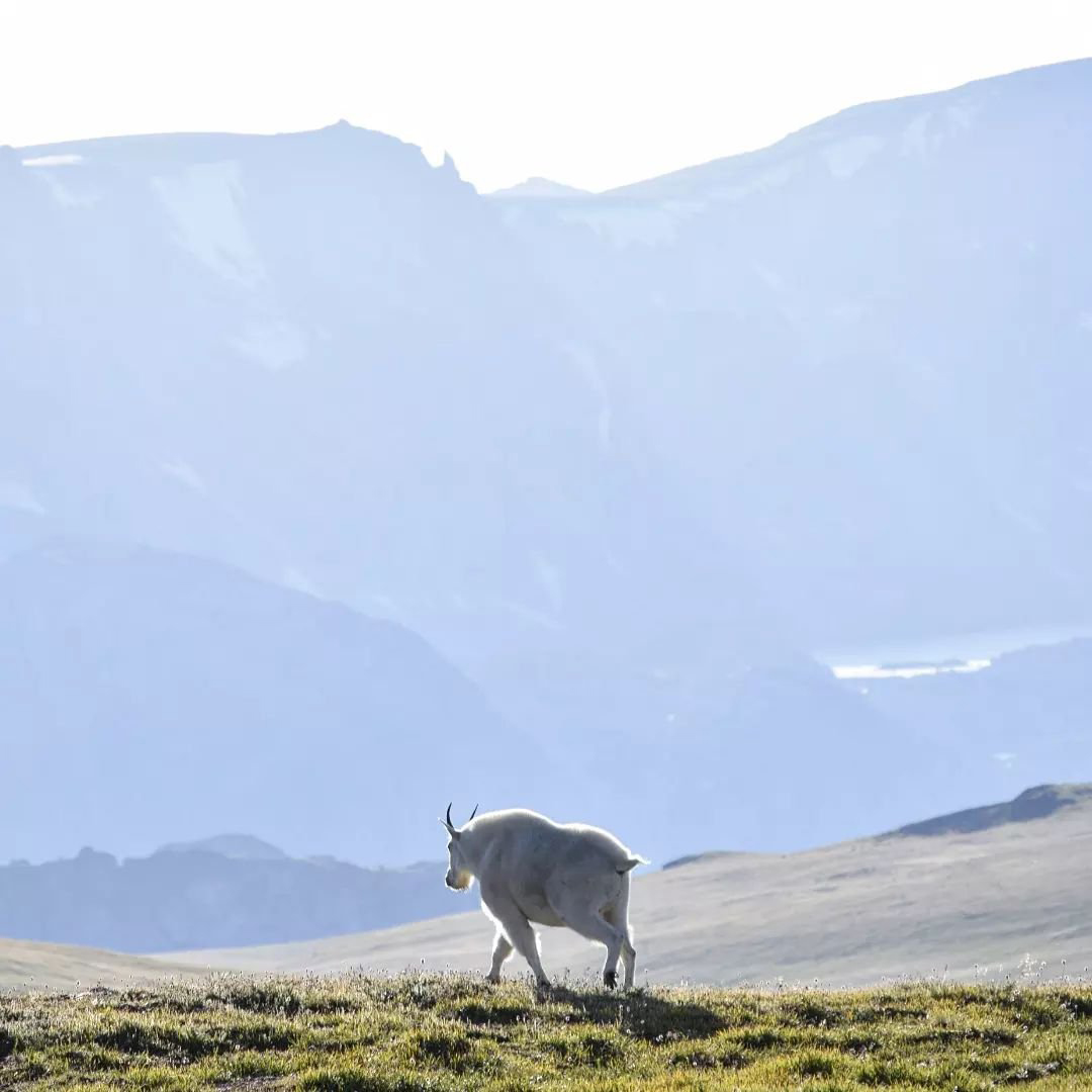 A mountain goat makes its way over a grassy hill, enjoying the sunny day