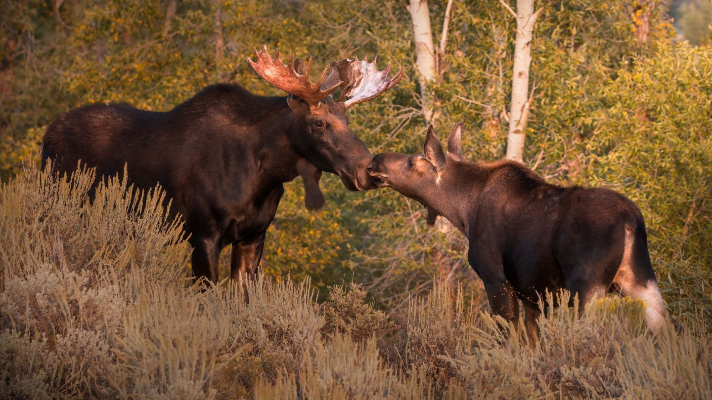 Two moose are side by side in a lush green meadow