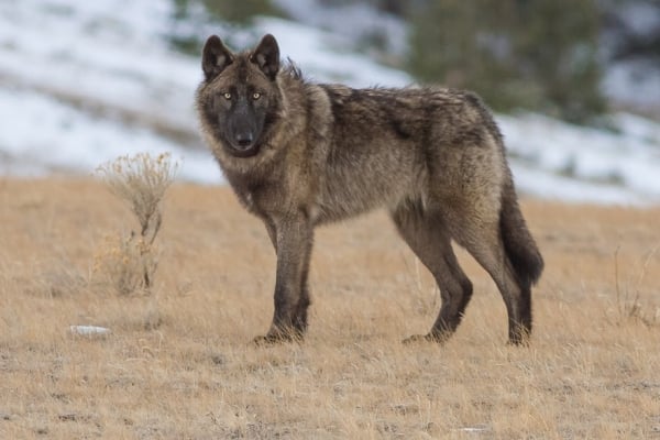 Wolf standing and staring at the camera.