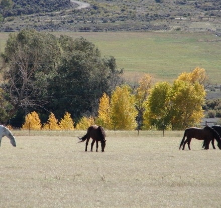 Horses roaming in a field.