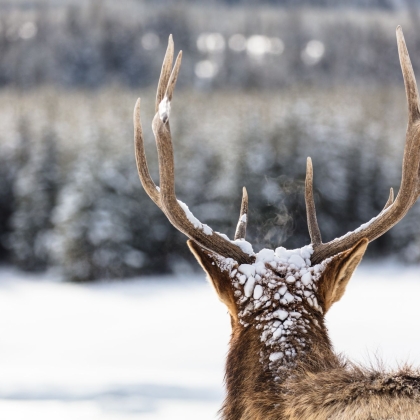 The back of an elks head with large antlers