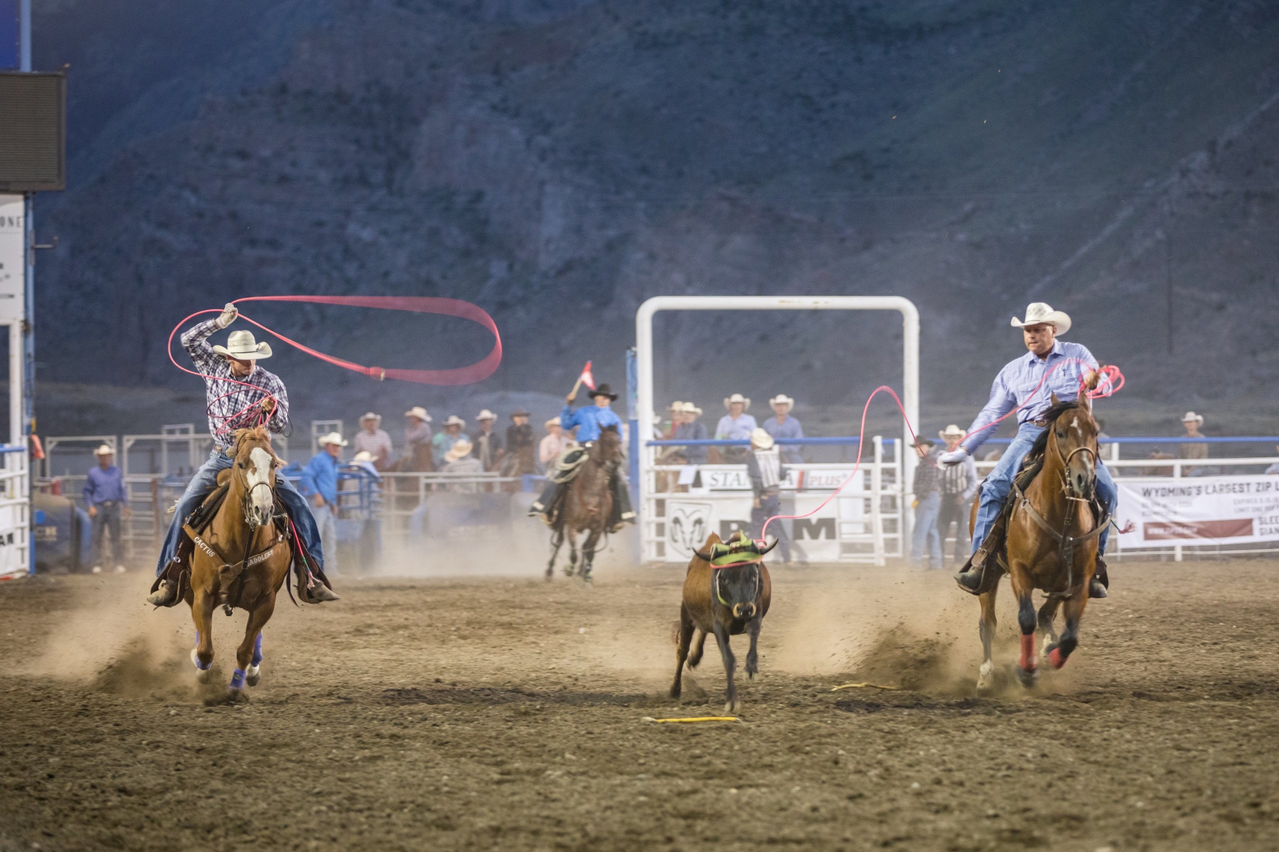 Two men on horses catching a small bull with lassos