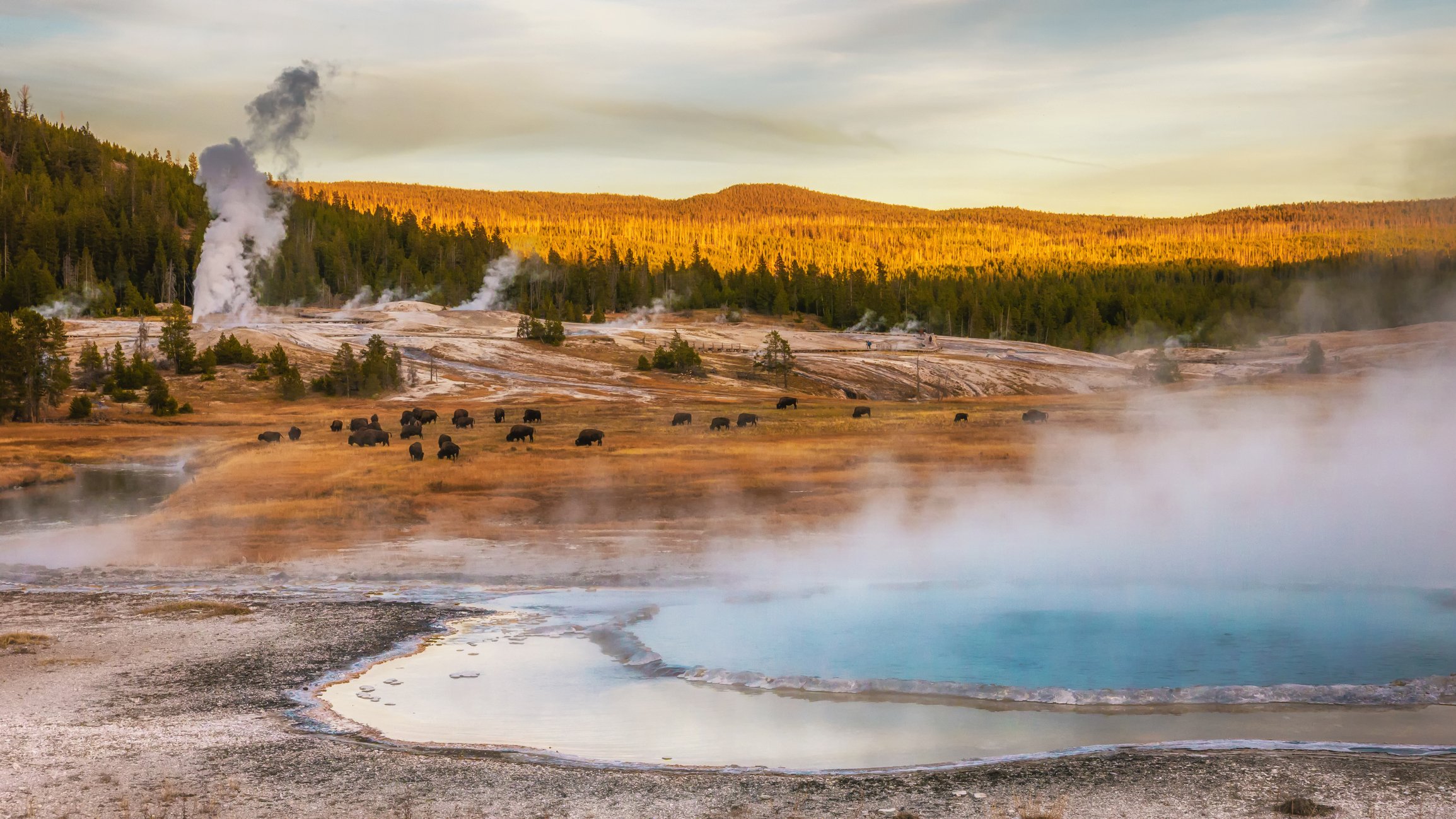 An open area of land with buffalo and steam coming off the water.